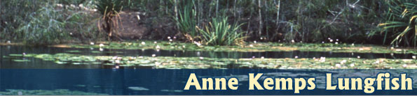 Ann Kemps Lungfish